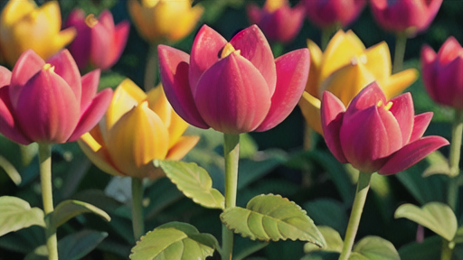 南アフリカ原産の植物